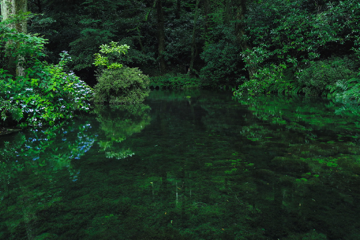 池山水源の澄んだ水と森