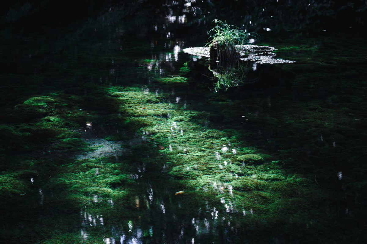池山水源の水面と水草